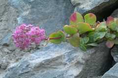 Sedum ewersii